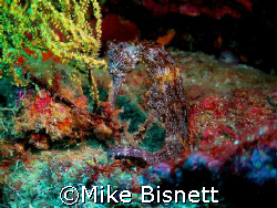 Galapagos Seahorse by Mike Bisnett 